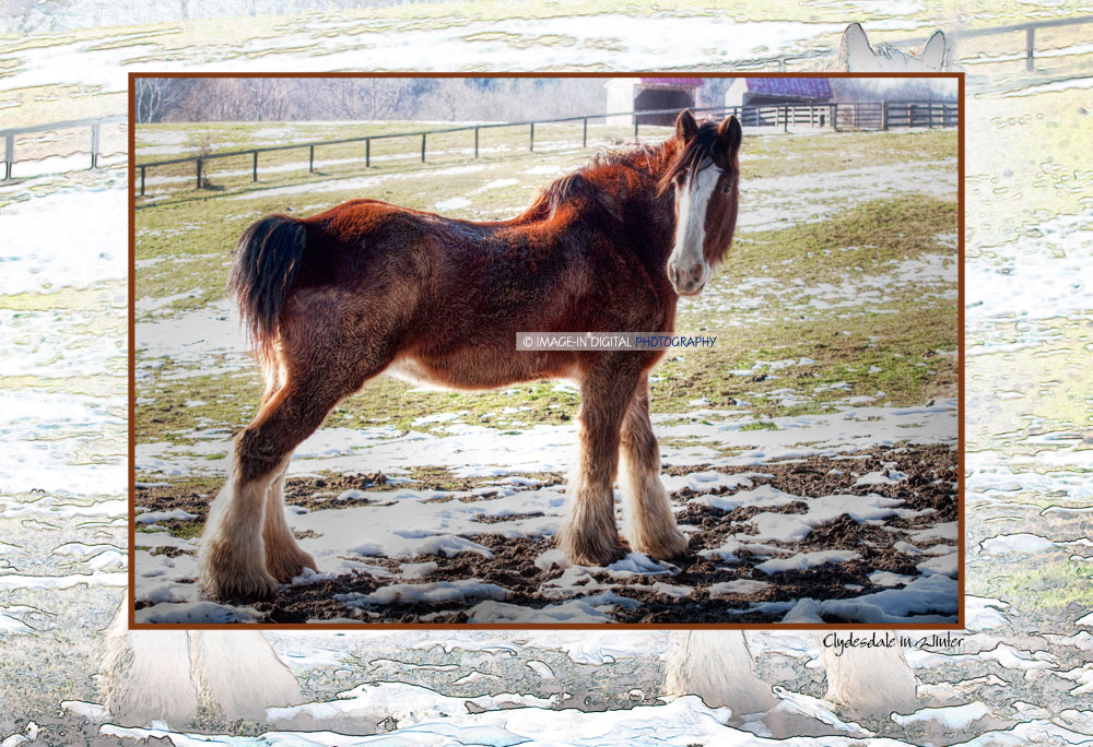 Clydesdale in Winter