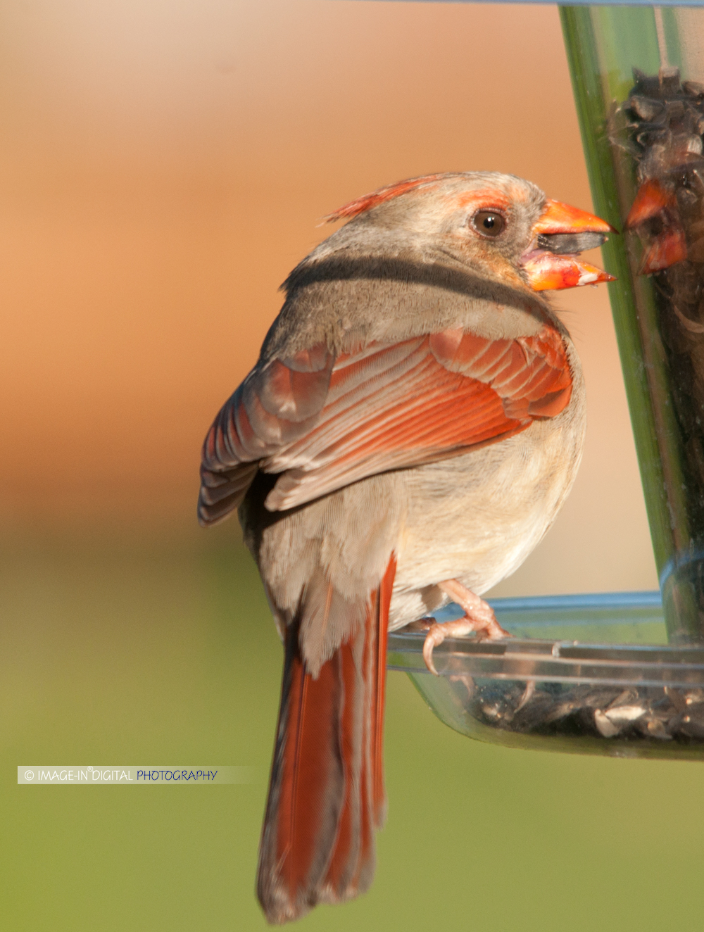 Female Northern Cardinal