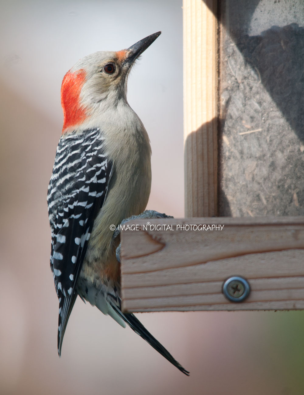 Woodpecker